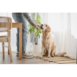 BluePet GoFuel energiabatoon kõrvitsaga  50g