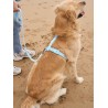 DUKIER WATERPROOF LEASH SKY BLUE SIZE S
