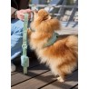 DUKIER LEASH SOFT GREEN SIZE L