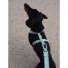 DUKIER LEASH SOFT GREEN SIZE L